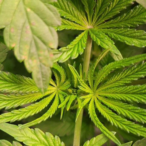 Fudgesicle 5 growlog timeline photo