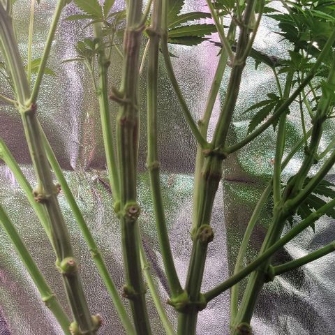 Gorilla Zkittles 1 growlog timeline photo