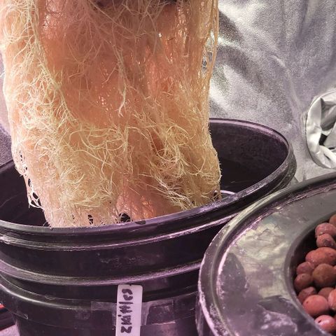 Gorilla Zkittles 1 growlog timeline photo