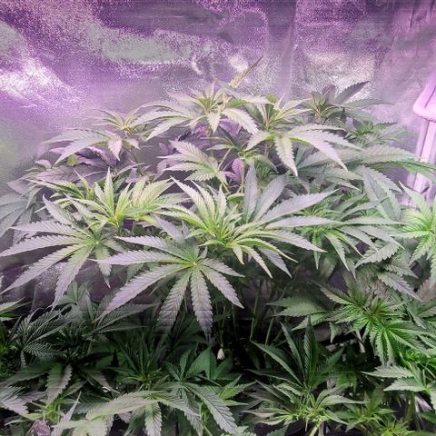 Gorilla Zkittles 1 growlog timeline photo