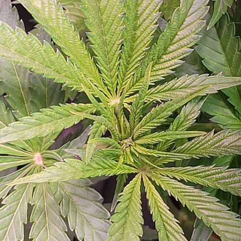 Gorilla Zkittles 1 growlog timeline photo