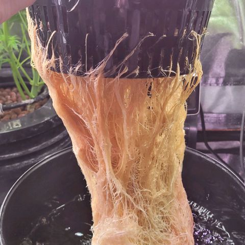 Bling Berry 1 growlog timeline photo