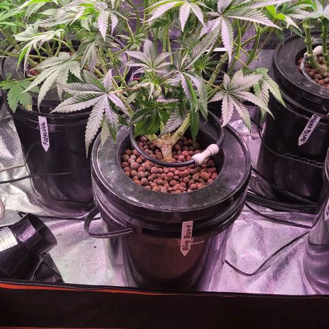Bling Berry 1 growlog timeline photo