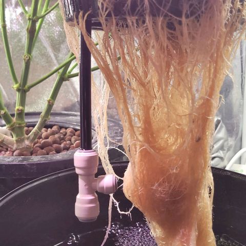 Mimosa x Orange Punch 1 growlog timeline photo