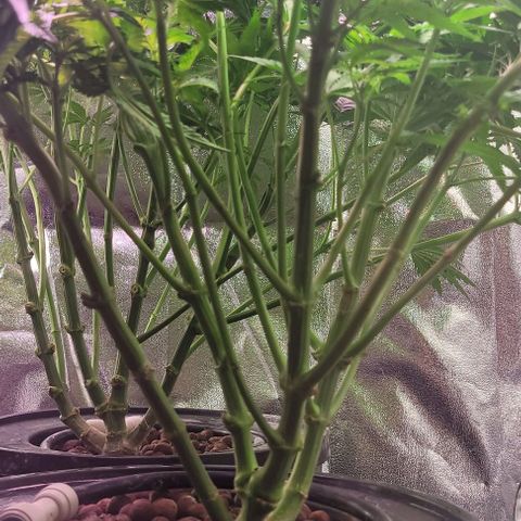 Mimosa x Orange Punch 1 growlog timeline photo