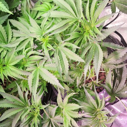 Mimosa x Orange Punch 1 growlog timeline photo