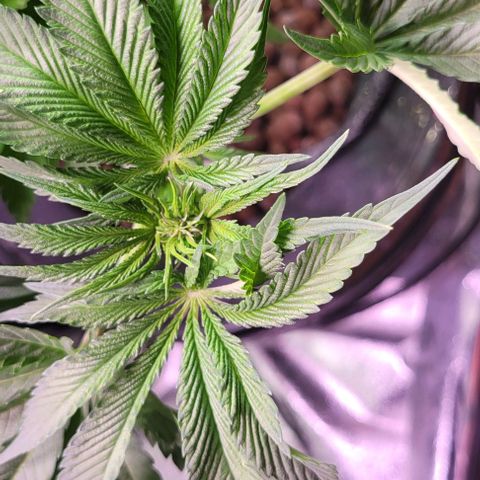 Mimosa x Orange Punch 1 growlog timeline photo
