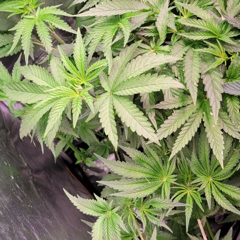 Fudgesicle 5 growlog timeline photo