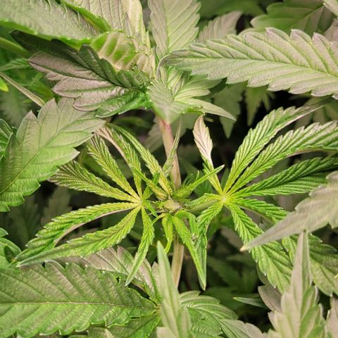 Fudgesicle 5 growlog timeline photo