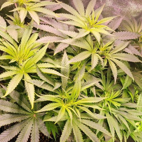 Gorilla Zkittles 1 growlog timeline photo
