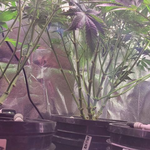 Gorilla Zkittles 1 growlog timeline photo