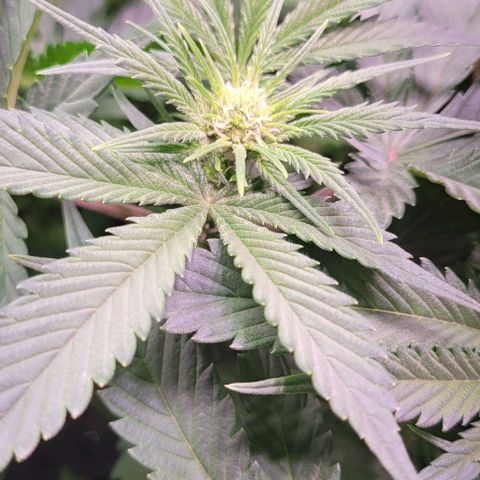 Bling Berry 1 growlog timeline photo