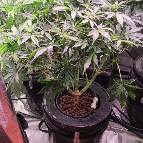 Bling Berry 1 growlog timeline photo