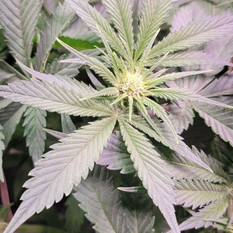 Bling Berry 1 growlog timeline photo