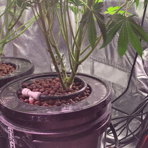 Mimosa x Orange Punch 1 growlog timeline photo