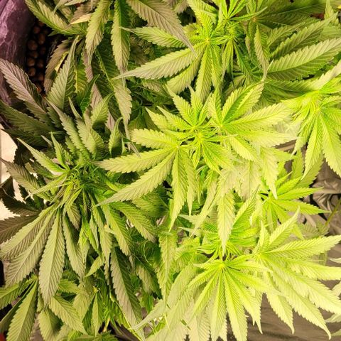 Mimosa x Orange Punch 1 growlog timeline photo