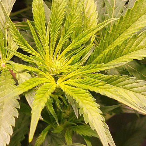 Gorilla Zkittles 1 growlog timeline photo