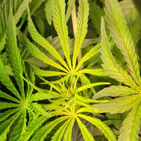 Fudgesicle 5 growlog timeline photo