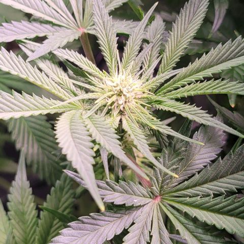 Bling Berry 1 growlog timeline photo