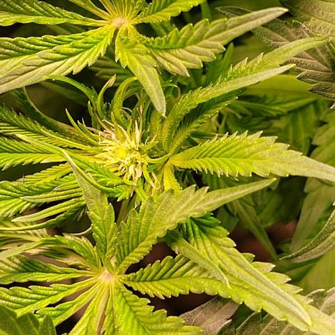 Mimosa x Orange Punch 1 growlog timeline photo