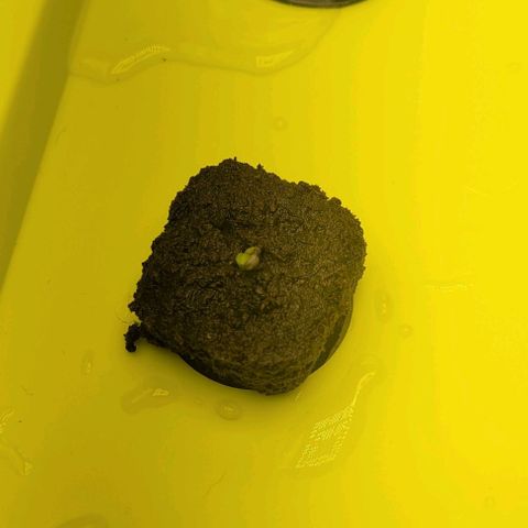 Gorilla Zkittles 5 growlog timeline photo