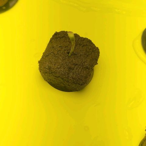 Gorilla Zkittles 5 growlog timeline photo
