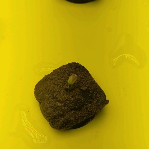 Gorilla Zkittles 5 growlog timeline photo