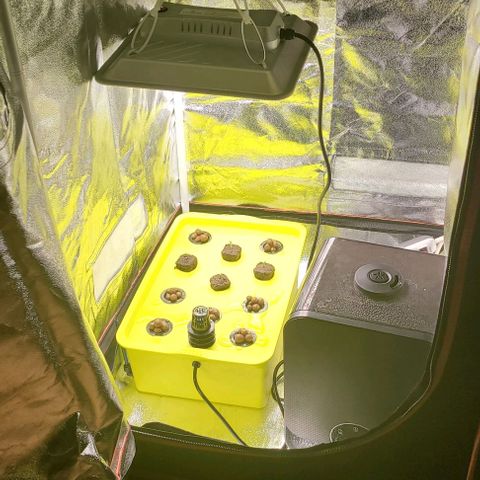 Gorilla Zkittles 5 growlog timeline photo