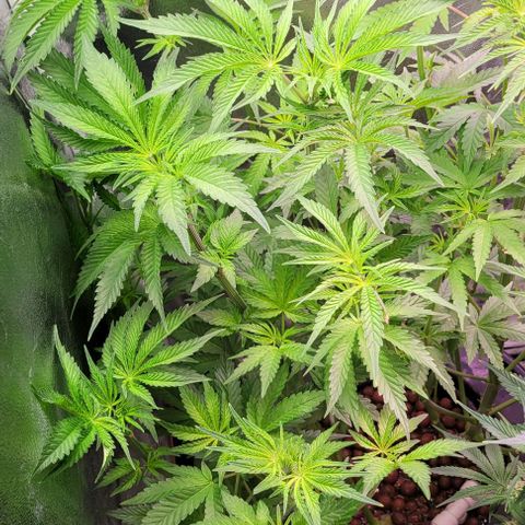 Fudgesicle 5 growlog timeline photo