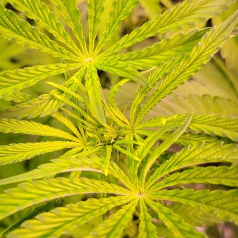 Fudgesicle 5 growlog timeline photo