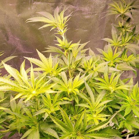 Gorilla Zkittles 1 growlog timeline photo