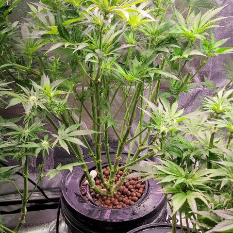 Gorilla Zkittles 1 growlog timeline photo