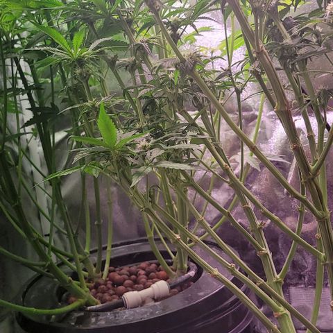 Bling Berry 1 growlog timeline photo