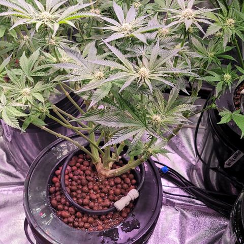 Bling Berry 1 growlog timeline photo