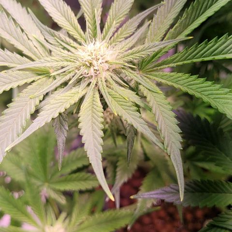 Bling Berry 1 growlog timeline photo