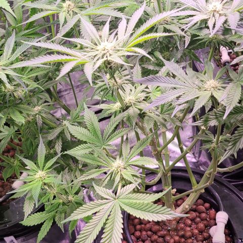 Bling Berry 1 growlog timeline photo