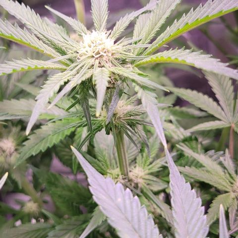 Bling Berry 1 growlog timeline photo