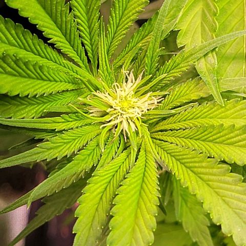 Mimosa x Orange Punch 1 growlog timeline photo