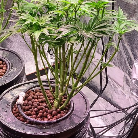 Mimosa x Orange Punch 1 growlog timeline photo