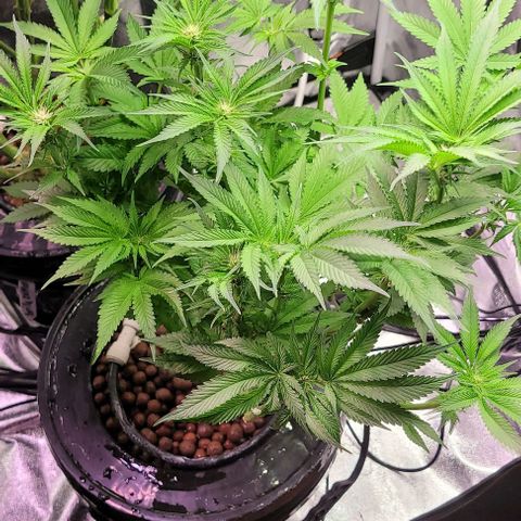 Mimosa x Orange Punch 1 growlog timeline photo