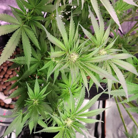 Mimosa x Orange Punch 1 growlog timeline photo