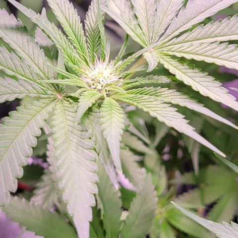 Mimosa x Orange Punch 1 growlog timeline photo