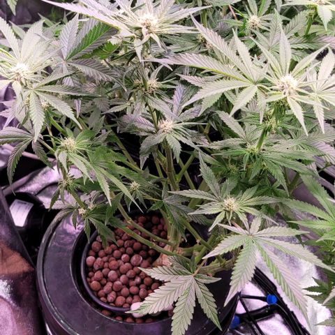 Bling Berry 1 growlog timeline photo