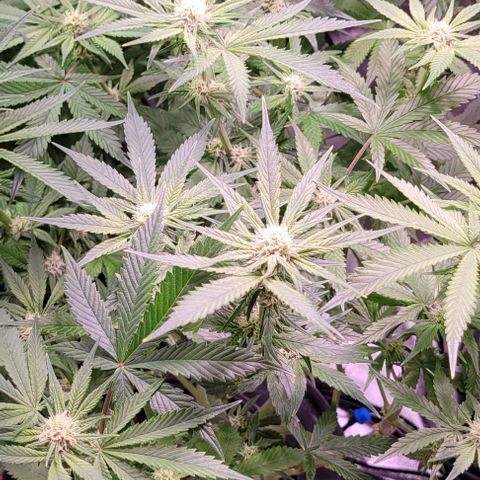 Bling Berry 1 growlog timeline photo
