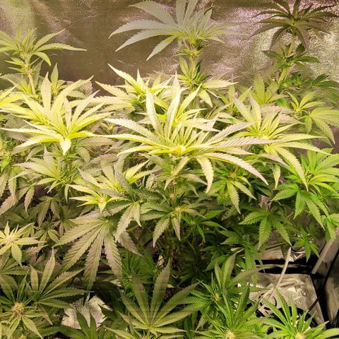Gorilla Zkittles 1 growlog timeline photo