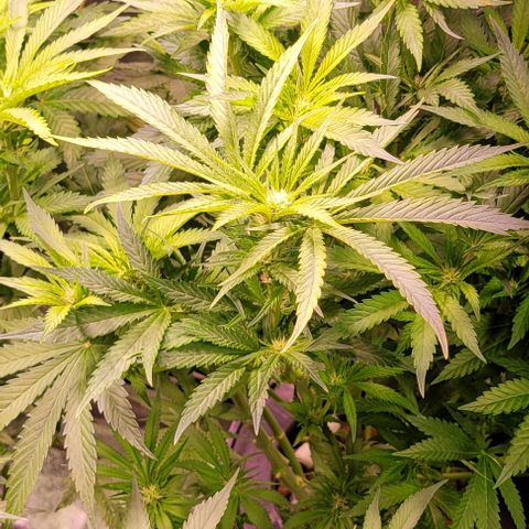 Gorilla Zkittles 1 growlog timeline photo