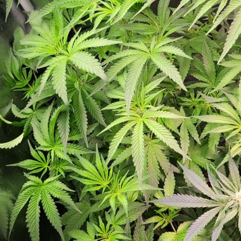 Fudgesicle 5 growlog timeline photo