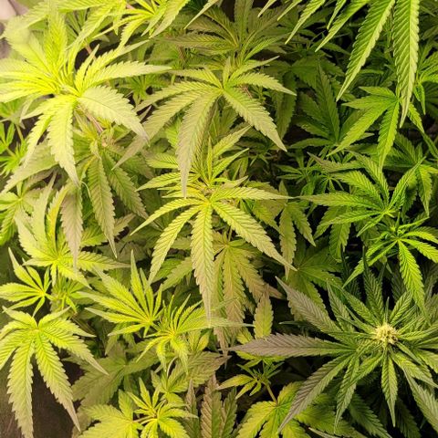 Fudgesicle 5 growlog timeline photo