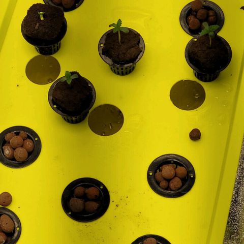 Gorilla Zkittles 5 growlog timeline photo
