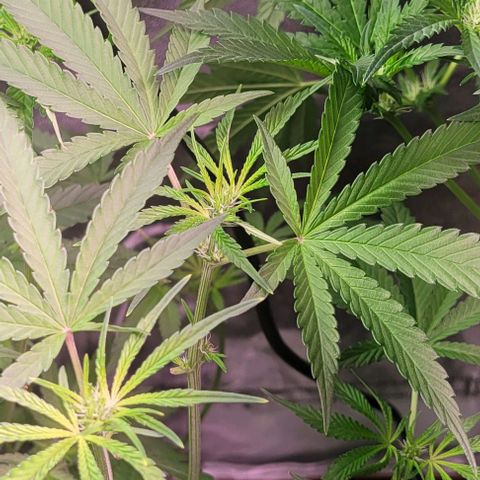 Fudgesicle 5 growlog timeline photo